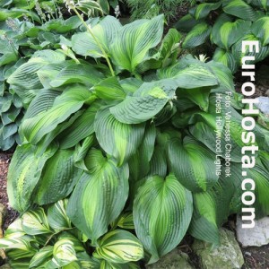 Hosta Hollywoods Lights - Eurohosta