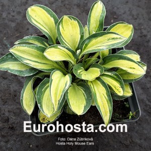 Hosta Holy Mouse Ears 