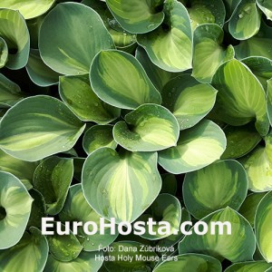 Hosta Holy Mouse Ears 