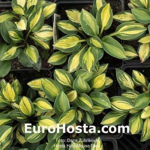 Hosta Holy Mouse Ears - Eurohosta