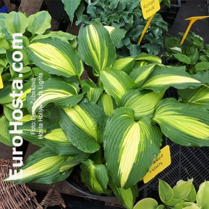 Hosta Hollywoods Lights - Eurohosta