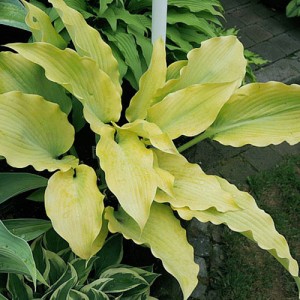 Hosta Yellow garden