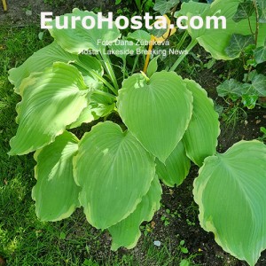 Hosta Lakeside Breaking News