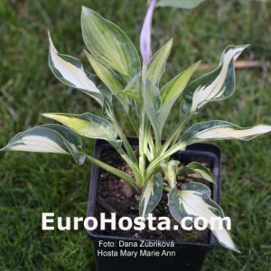 Hosta Mary Ann Marie - Eurohosta