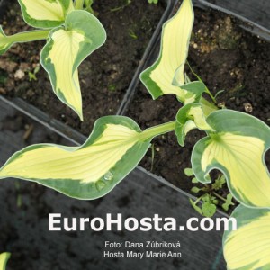 Hosta Mary Ann Marie - Eurohosta