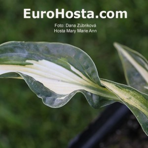 Hosta Mary Ann Marie - Eurohosta