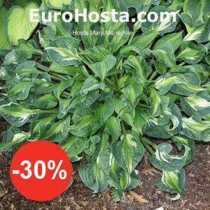 Hosta Mary Ann Marie - Eurohosta