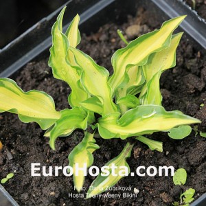 Hosta Teeny-weeny Bikini - Eurohosta