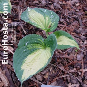 Hosta Hudson Bay - Eurohosta