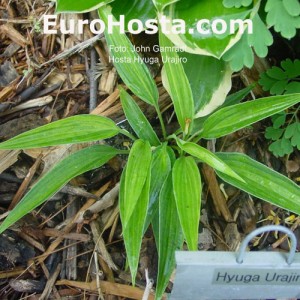 Hosta Hyuga Urajiro - Eurohosta