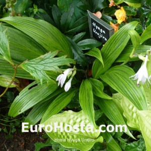 Hosta Hyuga Urajiro - Eurohosta