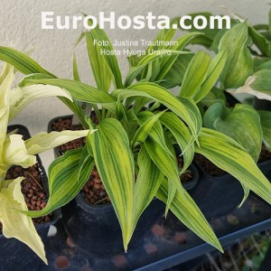 Hosta Hyuga Urajiro - Eurohosta