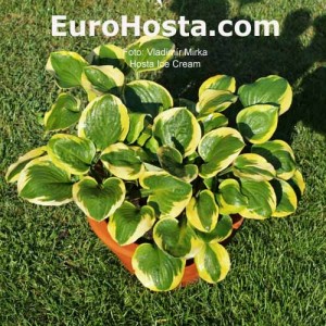 Hosta Ice Cream