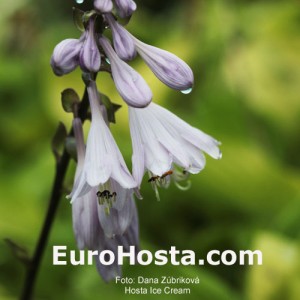 Hosta Ice Cream