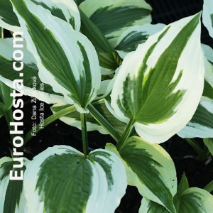 Hosta Ice Follies