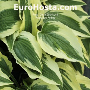 Hosta Ice Follies