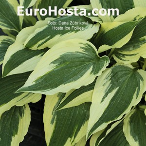 Hosta Ice Follies