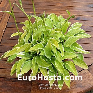 Hosta Iced Lemon - Eurohosta