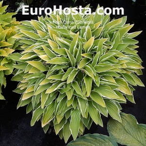 Hosta Iced Lemon - Eurohosta