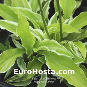 Hosta Iced Lemon - Eurohosta