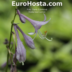 Hosta Iced Lemon - Eurohosta