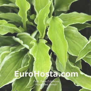 Hosta Iced Lemon - Eurohosta