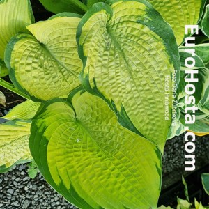 Hosta Inniswood - Eurohosta