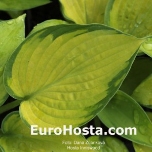 Hosta Inniswood - Eurohosta