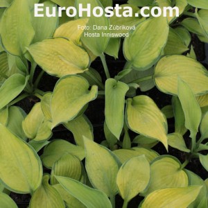 Hosta Inniswood - Eurohosta