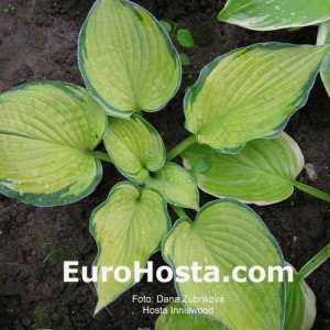 Hosta Inniswood - Eurohosta