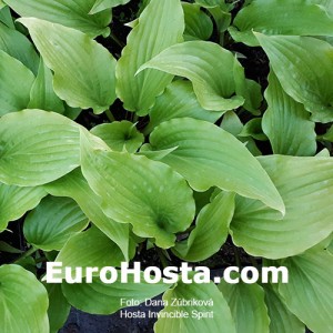 Hosta Invicible Spirit