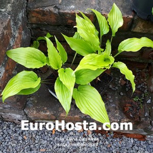 Hosta Invicible Spirit