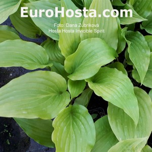 Hosta Invicible Spirit