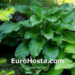 Hosta Irish Luck