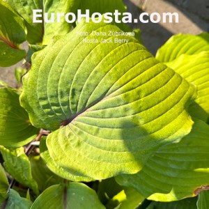 Hosta Jack Berry