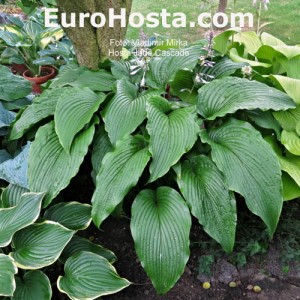 Hosta Jade Cascade - Eurohosta