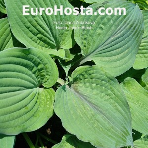 Hosta Jane's Blush