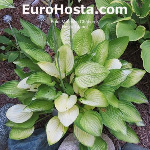 Hosta Janet - Eurohosta