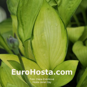 Hosta Janet Day - Eurohosta