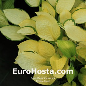 Hosta Janet - Eurohosta