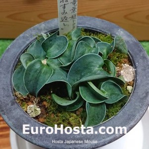 Hosta Japanese Mouse