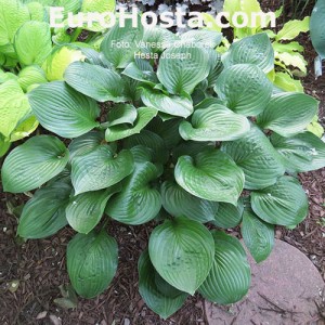 Hosta Joseph - Eurohosta