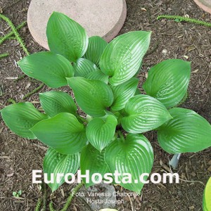 Hosta Joseph - Eurohosta