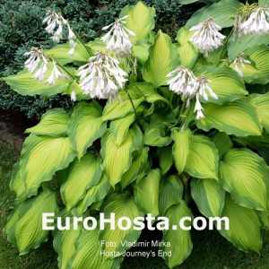 Hosta Journey's End - Eurohosta