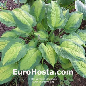 Hosta Journey's End - Eurohosta