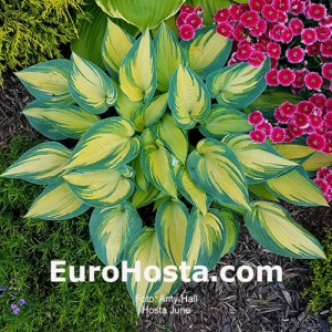 Hosta June - Eurohosta