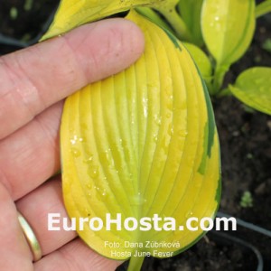 Hosta June Fever - Eurohosta 