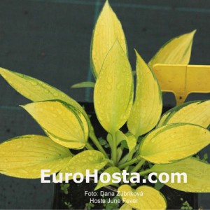 Hosta June Fever - Eurohosta 