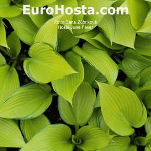 Hosta June Fever - Eurohosta 