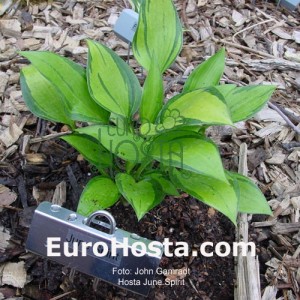 Hosta June Spirit - Eurohosta